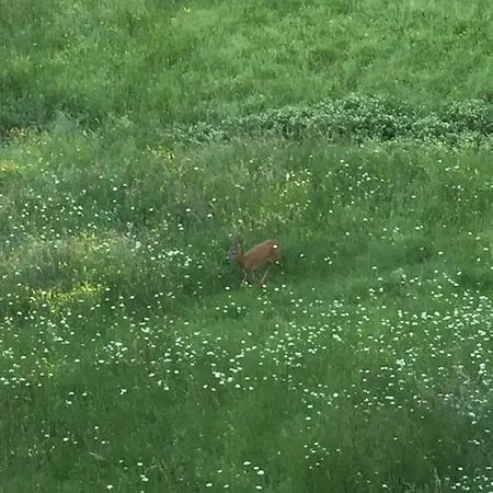 D'hotes Bessiard * Laparrouquial