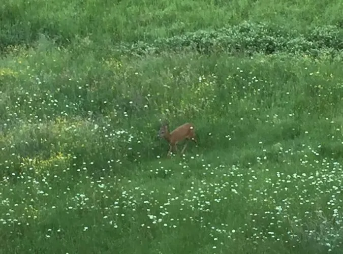 D'hotes Bessiard * Laparrouquial